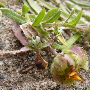 Photographie n°1180934 du taxon Calendula tripterocarpa Rupr. [1856]