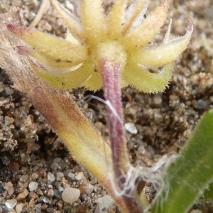 Photographie n°1180936 du taxon Calendula tripterocarpa Rupr. [1856]