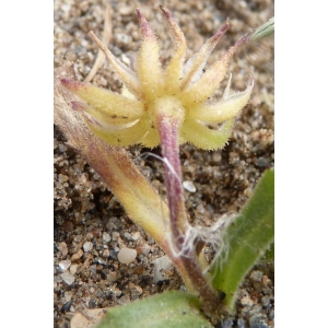 Calendula tripterocarpa Rupr. (Souci à trois ailes)