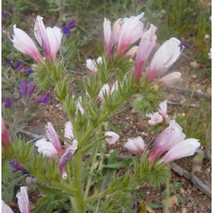 Echium sabulicola subsp. decipiens (Pomel) G.Klotz