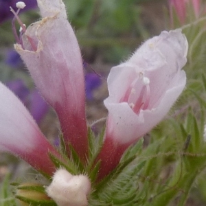  - Echium sabulicola subsp. decipiens (Pomel) G.Klotz [1962]