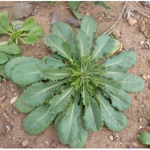 Eryngium ilicifolium Lam.