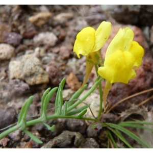 Linaria oblongifolia subsp. benitoi (Fern.Casas) L.Sáez, M.B.Crespo, Juan & M.Bernal