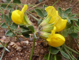 Ans Gorter, le  4 mars 2017 (Cabo de Gata, Andalucia, Espagne (Cabo de Gata))