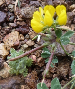 Ans Gorter, le  4 mars 2017 (Cabo de Gata, Andalucia, Espagne (Cabo de Gata))