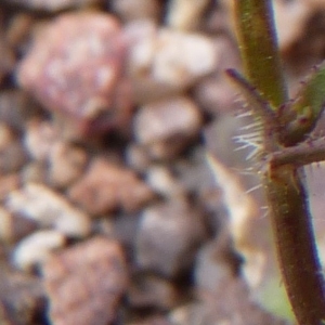 Photographie n°1181255 du taxon Wahlenbergia lobelioides (L.f.) Link [1829]