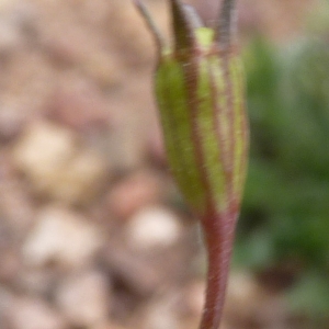 Photographie n°1181256 du taxon Wahlenbergia lobelioides (L.f.) Link [1829]