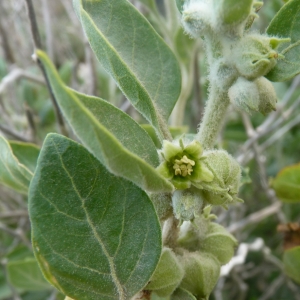 Photographie n°1181259 du taxon Withania somnifera (L.) Dunal [1852]