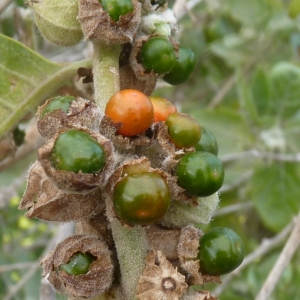 Photographie n°1181260 du taxon Withania somnifera (L.) Dunal [1852]