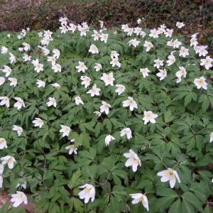 Photographie n°1182937 du taxon Anemone nemorosa L. [1753]