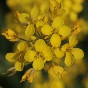 Photographie n°1184037 du taxon Brassica napus L. [1753]