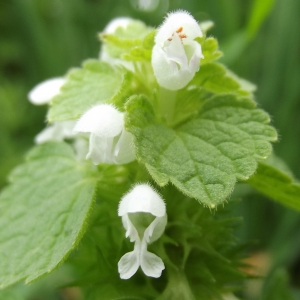 Photographie n°1184151 du taxon Lamium purpureum L. [1753]