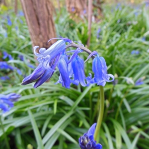 Photographie n°1184613 du taxon Hyacinthoides non-scripta (L.) Chouard ex Rothm. [1944]