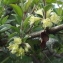  Jean-Claude Echardour - Lonicera nitida E.H.Wilson [1911]