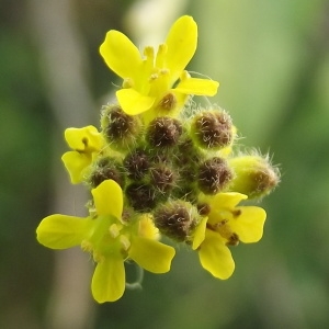 Photographie n°1185081 du taxon Sisymbrium officinale (L.) Scop. [1772]