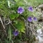  Pauline Guillaumeau - Pinguicula grandiflora Lam. [1789]