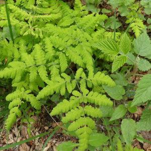 Photographie n°1186034 du taxon Gymnocarpium dryopteris (L.) Newman [1851]