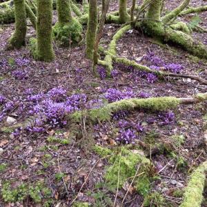 Photographie n°1186103 du taxon Lathraea clandestina L. [1753]