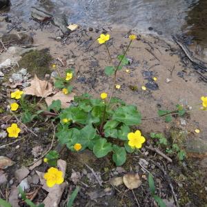 Photographie n°1186141 du taxon Caltha palustris L. [1753]