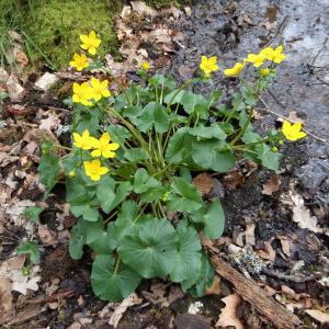 Photographie n°1186143 du taxon Caltha palustris L. [1753]