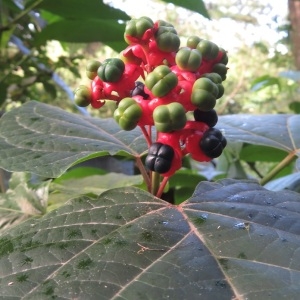 Photographie n°1187539 du taxon Clerodendrum speciosissimum Van Geert ex C.Morren