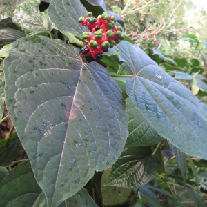 Photographie n°1187540 du taxon Clerodendrum speciosissimum Van Geert ex C.Morren