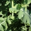  Liliane Roubaudi - Brassica rapa subsp. napus (L.) Briq. [1913]
