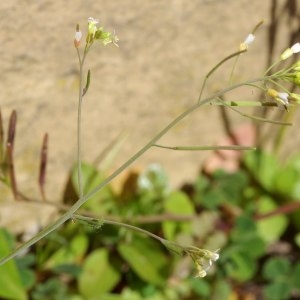 Photographie n°1188351 du taxon Arabidopsis thaliana (L.) Heynh. [1842]