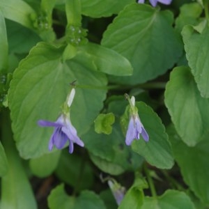 Photographie n°1188357 du taxon Viola hirta L. [1753]