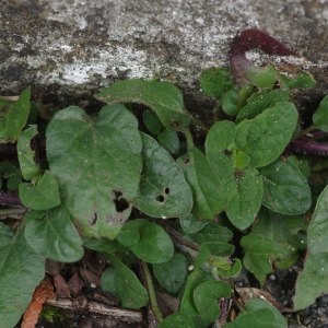 Photographie n°1188360 du taxon Bugle rampante