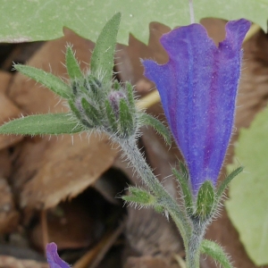 Photographie n°1188935 du taxon Echium vulgare L. [1753]