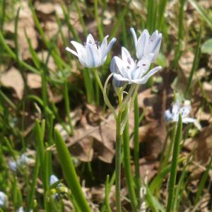 Photographie n°1188955 du taxon Tractema umbellata (Ramond) Speta [1998]