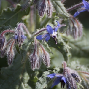 Photographie n°1189374 du taxon Borago officinalis L. [1753]