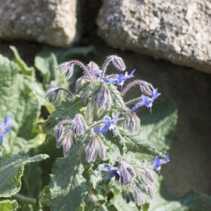 Photographie n°1189378 du taxon Borago officinalis L. [1753]