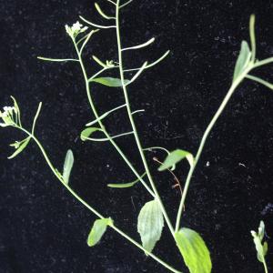 Photographie n°1189454 du taxon Arabidopsis thaliana (L.) Heynh.