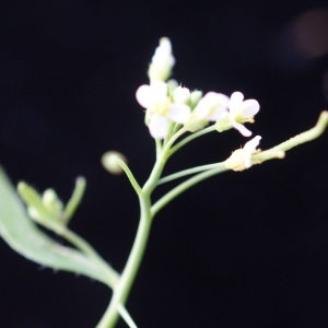 Photographie n°1189458 du taxon Arabidopsis thaliana (L.) Heynh.