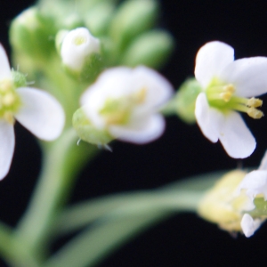 Photographie n°1189475 du taxon Arabidopsis thaliana (L.) Heynh.