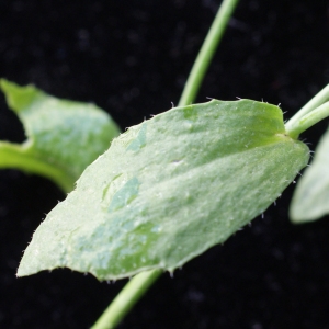 Photographie n°1189485 du taxon Arabidopsis thaliana (L.) Heynh.