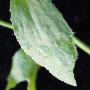 Photographie n°1189486 du taxon Arabidopsis thaliana (L.) Heynh.