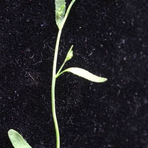 Photographie n°1189491 du taxon Arabidopsis thaliana (L.) Heynh.