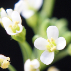 Photographie n°1189495 du taxon Arabidopsis thaliana (L.) Heynh.