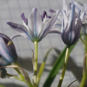 Tractema umbellata (Ramond) Speta