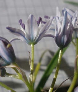 Mael LAURENCIN, le  4 avril 2017