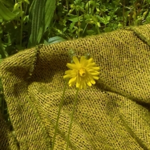 Photographie n°1190095 du taxon Crepis sancta (L.) Bornm. [1913]