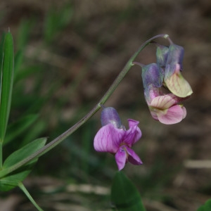 Photographie n°1191605 du taxon Lathyrus linifolius (Reichard) Bässler [1971]