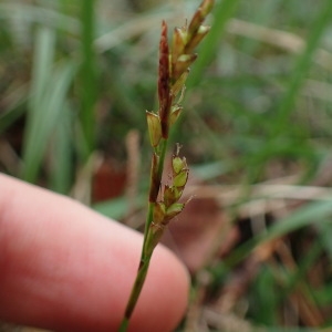 Photographie n°1192328 du taxon Carex digitata L. [1753]