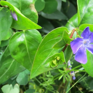 Photographie n°1193289 du taxon Vinca major subsp. major