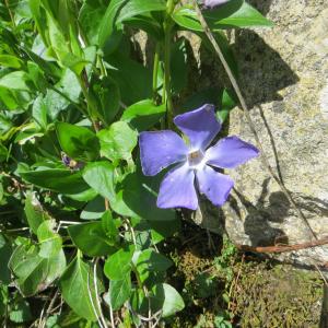 Photographie n°1193290 du taxon Vinca major subsp. major