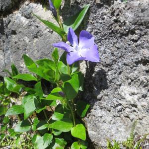Photographie n°1193293 du taxon Vinca major subsp. major