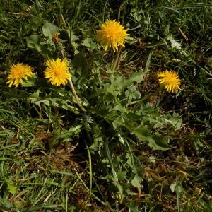 Photographie n°1193808 du taxon Taraxacum officinale F.H.Wigg.